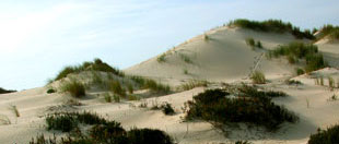 Dunas de Mira, onde Pescanova pretende construír a planta / Foto: António Campos