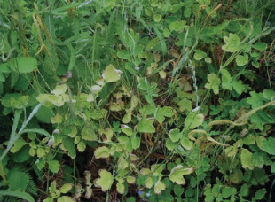 As plantas acumulan a fluorose nas súas follas