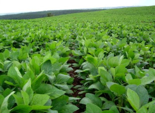 Campo de solla transxénica, da que se derivan fariñas, proteínas ou aceites, presentes en moitos produtos